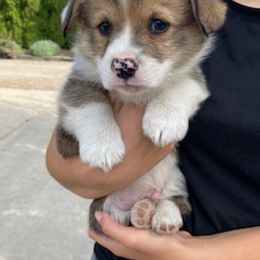 Pembroke Welsh Corgi Puppies from Red Wagon Farm