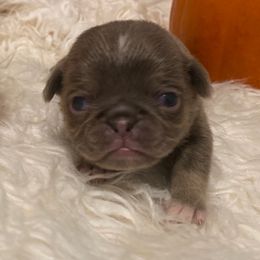 Lyla - Silver female Pug puppy in Onalaska, Washington from Cupid’s Pugs