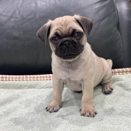 Blue Collar Boy - Fawn male Pug puppy in Troutman, North Carolina from Ohana Pugs