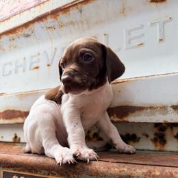 Clover - White and liver female German Shorthaired Pointer puppy in Macclenny, Florida from Dillon's GSPs