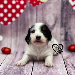 Tink - Piebald female Dachshund puppy in Nashville, Arkansas from Cuddles n Curls