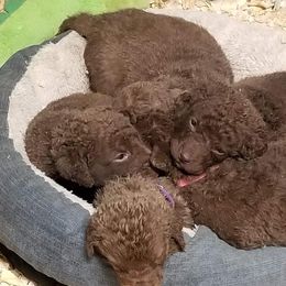Chesapeake Bay Retriever Puppies from Eska Creek Chesapeakes