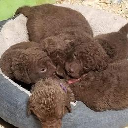 Chesapeake Bay Retriever Puppies from Eska Creek Chesapeakes
