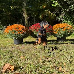 Purple - Black and rust female Doberman Pinscher puppy in Knox, Indiana from Double River Dobermans