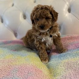 Duckie - Brown male Bernedoodle puppy in Gainesville, Florida from Alyssa Xxweetdoodles