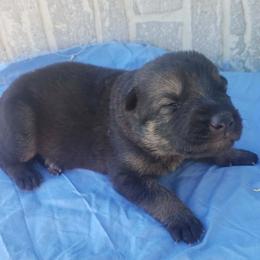 Male blue - Black and red male German Shepherd puppy in Mccool Junction, Nebraska from Sininger Lagoon