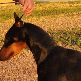 Allure - Doberman Pinscher