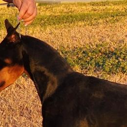 Allure - Doberman Pinscher