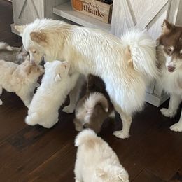 Pomskies from Melinda's Pomskies