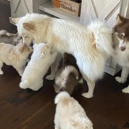 Pomskies from Melinda's Pomskies