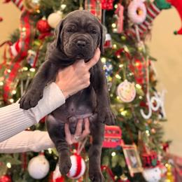 Grey male 2 - Gray male Cane Corso puppy in California from Donato Kennels