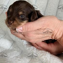 Mr. Blue-2600 - Chocolate and cream male Dachshund puppy in Sparr, Florida from From the Heart Doxies