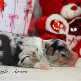 Cuddles - Blue merle male Australian Shepherd puppy in Ceres, California from Knight's Aussies