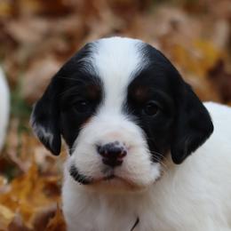 Border Collie, English Setter, and Miniature American Shepherd Puppies from First Harmony Farms