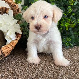 Anchor - White male Miniature Schnauzer puppy in Hemet, California from Journee Home Mini Schnauzers
