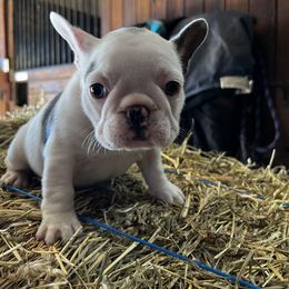 French Bulldog Puppies from Nicole's French Bulldogs