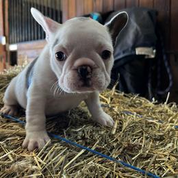French Bulldog Puppies from Nicole's French Bulldogs