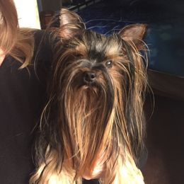 Louie - Yorkshire Terrier