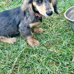 Zahra - Dachshund puppy from Holder’s Doxie Farm