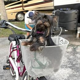 Kiki - Yorkshire Terrier