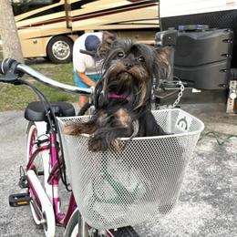 Kiki - Yorkshire Terrier