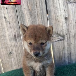 Shiba Inu Puppies from Sunset State Shiba