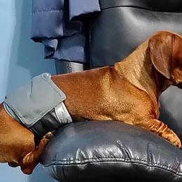 Hank - Dachshund