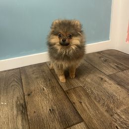 Calienté - Orange sable female Pomeranian puppy in Macon, Georgia from Pomflower Pomeranians