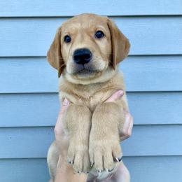 Ray - Yellow male Labrador Retriever puppy in Newaygo, Michigan from Royal Oak Gundogs