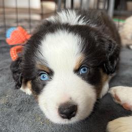 Flint - Black tri male Miniature American Shepherd puppy in Phoenix, Arizona from Outlaw Minis