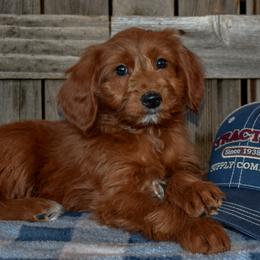 Arrow - Red  male Goldendoodle puppy in Macedon, New York from Toodles Goldendoodles