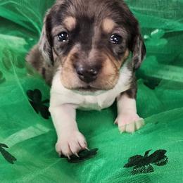 Penny - Dapple female Dachshund puppy in Anaconda, Montana from Williams Family Dachshunds
