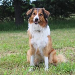Mia - English Shepherd
