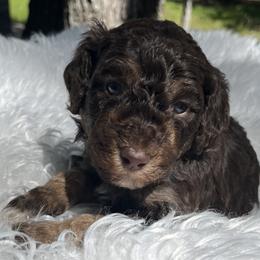 Aussiedoodles and Poodles from Doodle & Poodle Palace