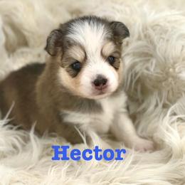 Hector - Black and white male Pomsky puppy in Michigan from Blue Water Pomskies