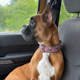 Uma - Boxer