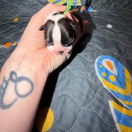 Bullseye - Seal and white male Boston Terrier puppy in Ringgold, Georgia from A-K Boston Terriers