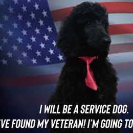 Red - Silver Poodle puppy in Broken Arrow, Oklahoma from Raising Royal Standards