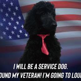 Red - Silver Poodle puppy in Broken Arrow, Oklahoma from Raising Royal Standards