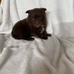 Boy 3 - Lavender male Pomeranian puppy in El Sobrante, California from Little Lovers Kennels, LLC