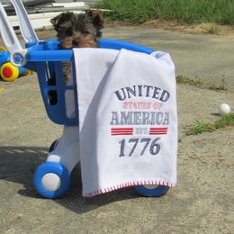 Yorkshire Terrier Puppies from Holy Terriers Yorkies