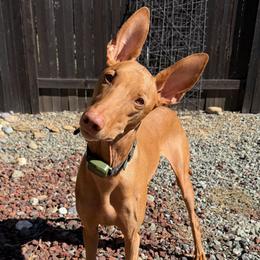 Goose - Red golden male Pharaoh Hound puppy in Snohomish, Washington from ACE Pharaoh Hounds