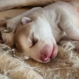 Aspen - Red and white male Alaskan Malamute puppy in Grayson County, Virginia from River Bend Malamutes