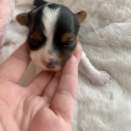 Biewer Terrier Puppies from Petit Bijou