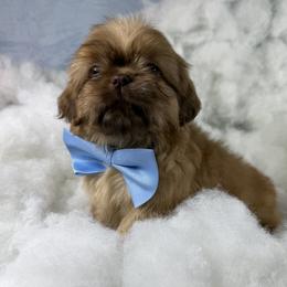 Bentley - Liver male Shih Tzu puppy in Columbia, Kentucky from Lisa Bandy Shih Tzu