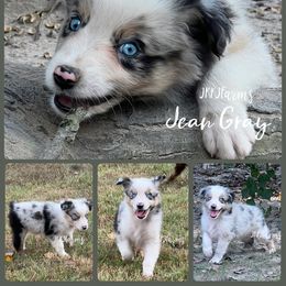 Jean Gray, BMF - Blue merle female Australian Shepherd puppy in Huntington, Texas from JKKJ Farms