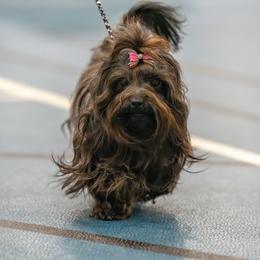 Russian Tsvetnaya Bolonka Puppies from Debby's Bolonkas