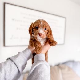 Chillbark - Red  female Goldendoodle puppy in Greencastle, Indiana from Willow & Co.