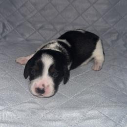 Kacey - Piebald male Dachshund puppy in Liberty, Mississippi from Liberty Oaks Aussies and Dachshunds