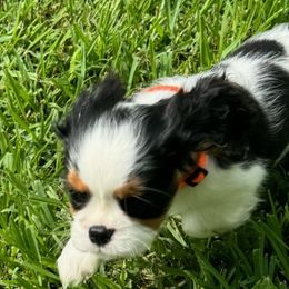 Skyler - Cavalier King Charles Spaniel puppy from Brian's Cavalier King Charles Spaniels